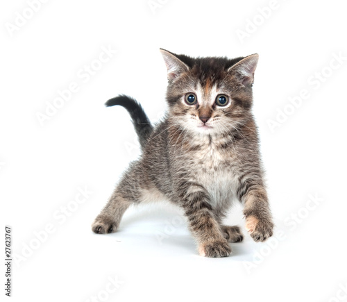 Tabby kitten swinging its paw