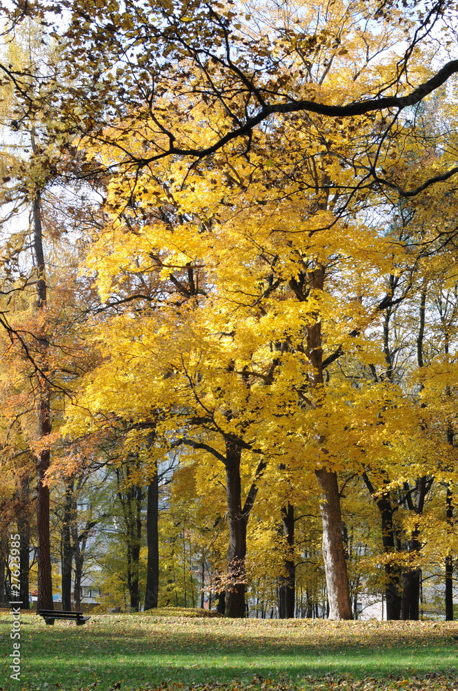 Gelber Herbstbaum im Park