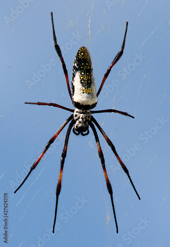 Nephila Seidenspinne Madagaskar photo