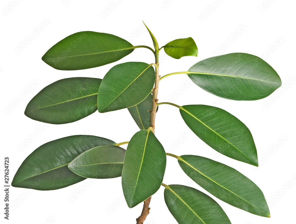Branch isolated on white Branch isolated on white