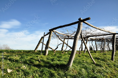 Trellis in Autumn