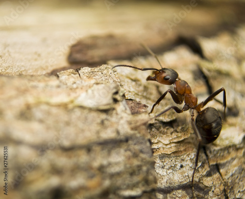 Mrówka rudnica Formica rufa © Gucio_55