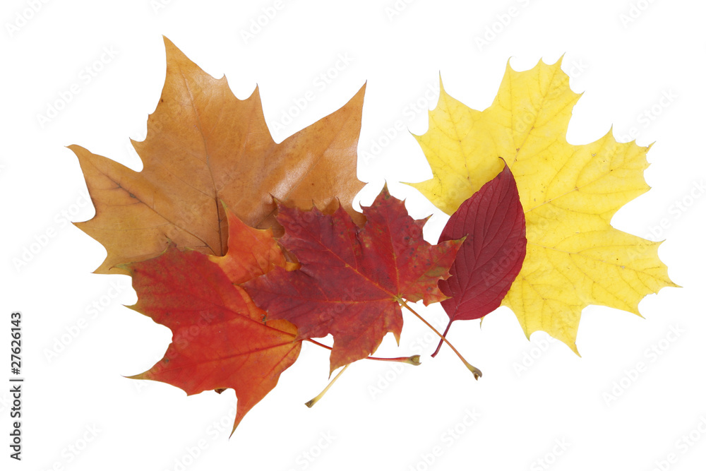 feuilles détourées a la plume avec tracé joint feuilles détourées a la plume avec tracé joint