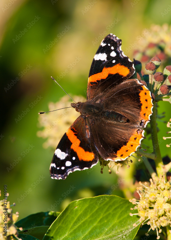 Fototapeta premium Red Admiral feeding on Ivy