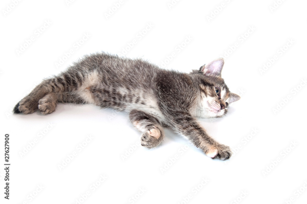 Cute tabby kitten laying down and playing