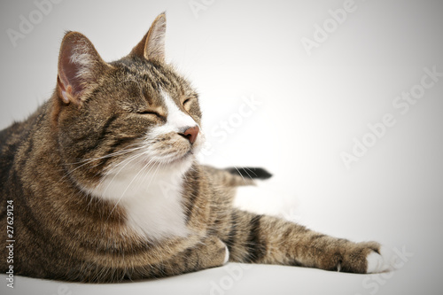 An Older Cat Napping (Vignette Portrait)