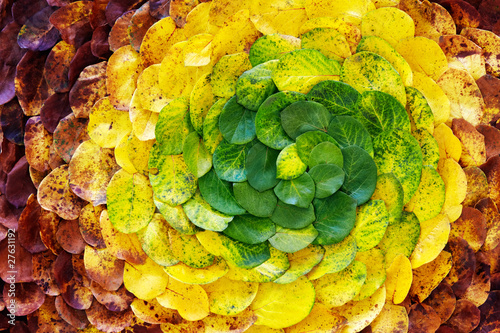 autumn leaf spiral photo