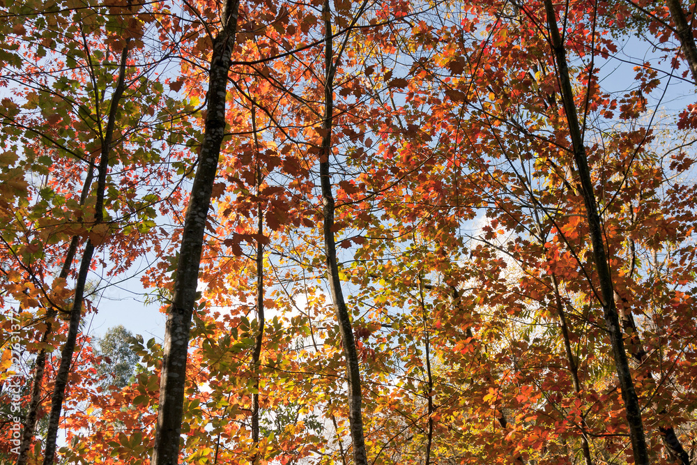 Autumn Background - Trees Underview