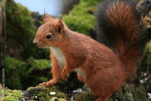 Écureuil roux (red squirrel) © gousses