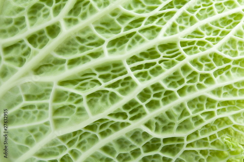 Image texture cabbage leaf