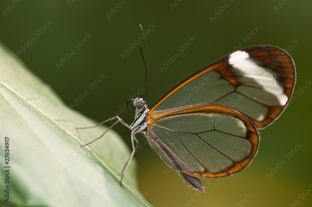 Obraz premium Glasswing (Greta oto) brush-footed butterfly