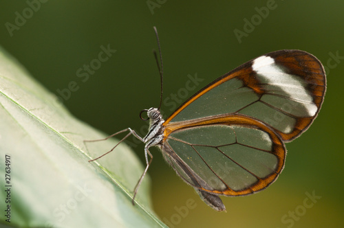 Glasswing (Greta oto) brush-footed butterfly