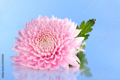 Violet aster flower on blue background