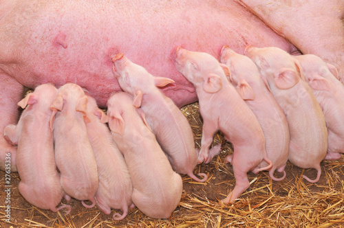 Baby Pigs Feeding with Mother