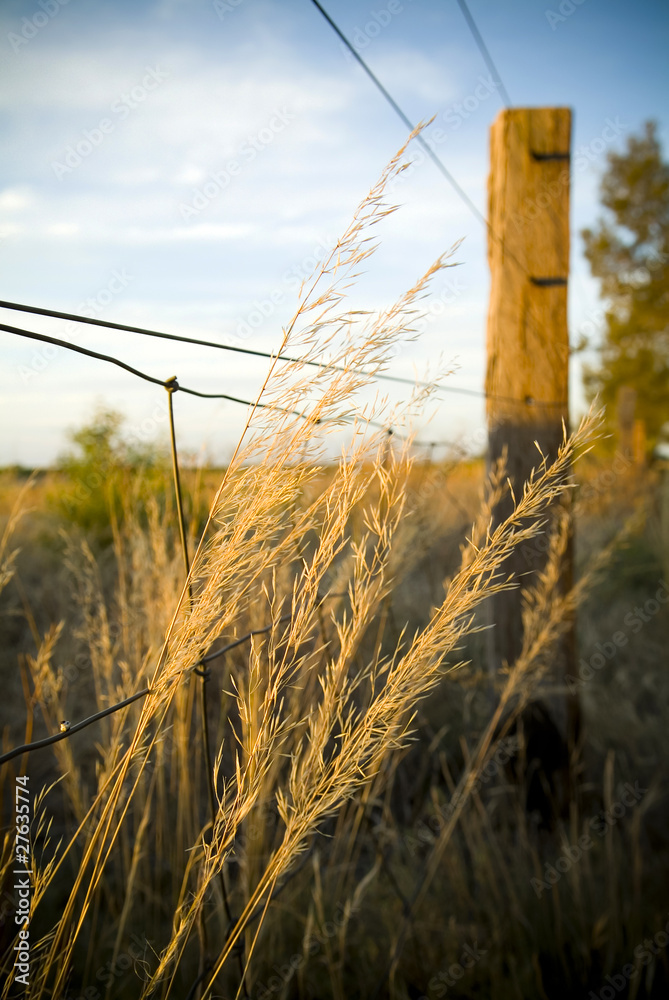 Fototapeta premium Tall grasses grow from underneath a farm fence