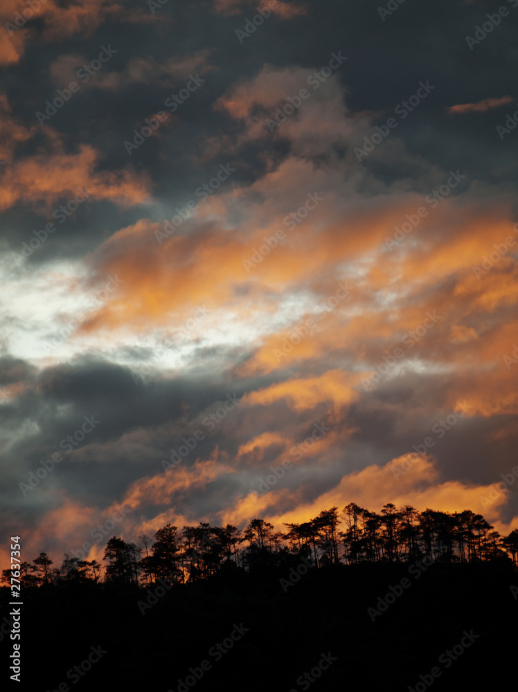 Fototapeta premium Sunset in forest