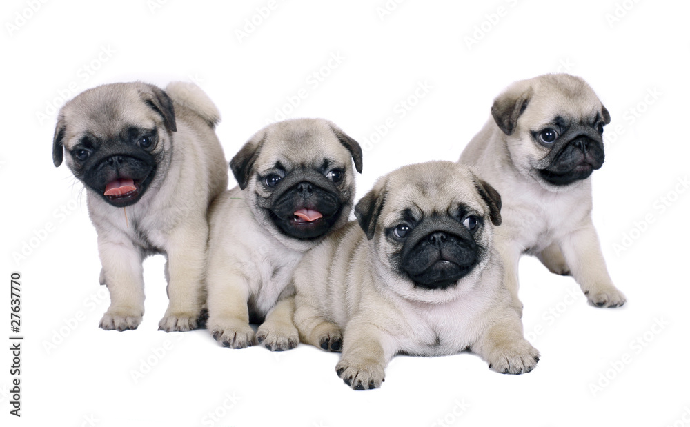Obraz premium Four puppies.