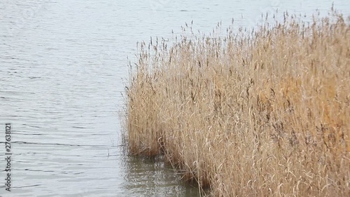 Reeds in water