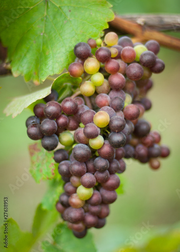 Pinot Noir Grapes on the Vine