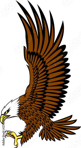 bald eagle