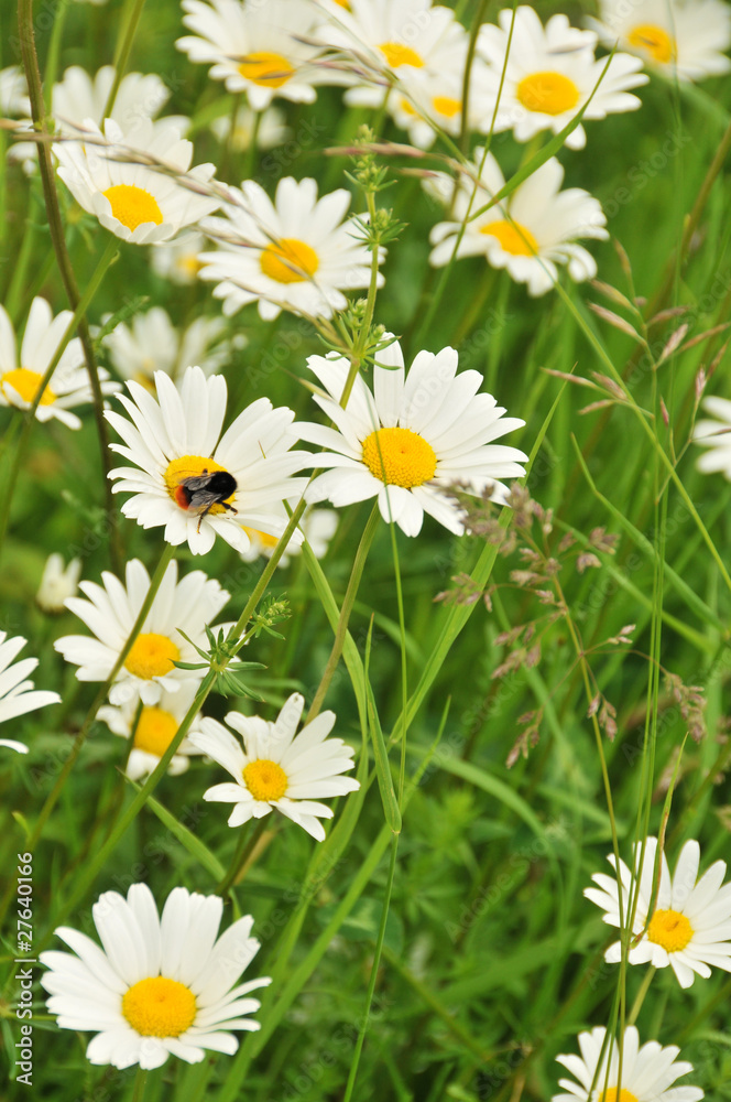 Fototapeta premium Margeriten
