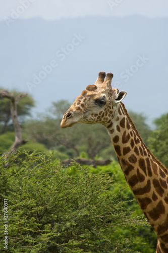 african giraffe