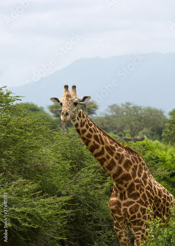 african giraffe