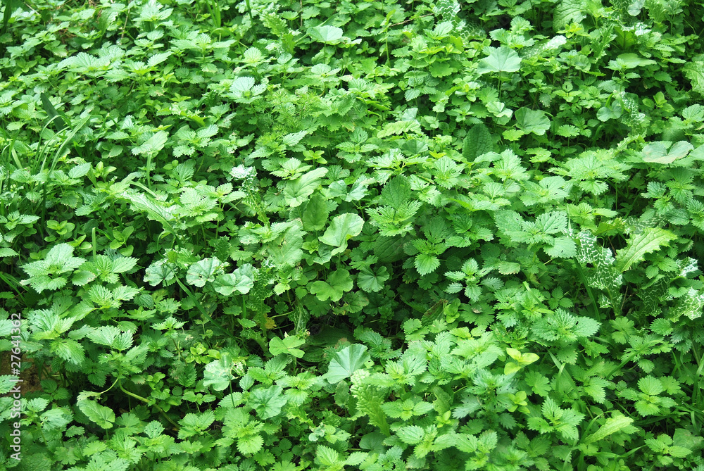 PLANTITAS, VERDE, HOJAS, PRADERA PLANTITAS, VERDE, HOJAS, PRADERA