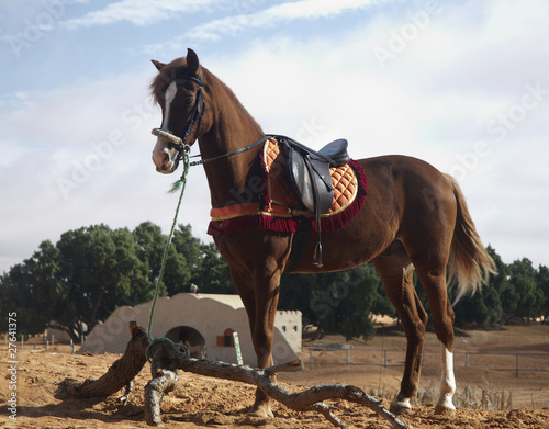 Cavallo arabo photo