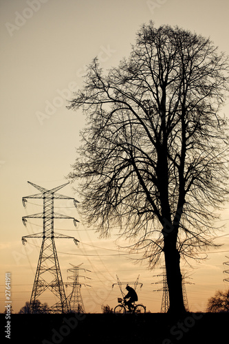 High voltage line and tree