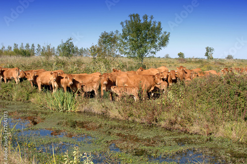 bovins en paturepature