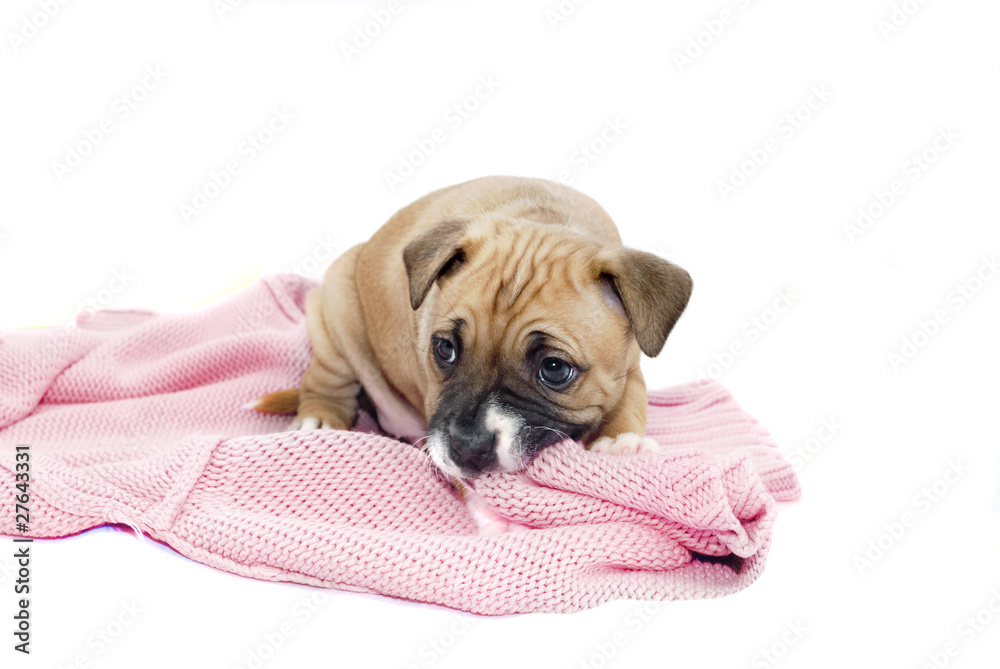 Sharpei Puppy chewing a pink item of clothing. Sharpei Puppy chewing a pink item of clothing.