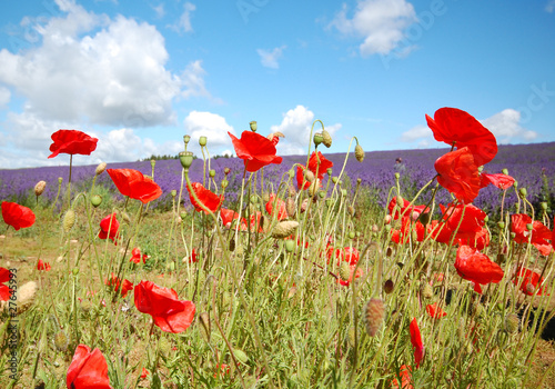 Poppies and lavander