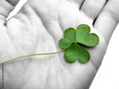 clover in the hand