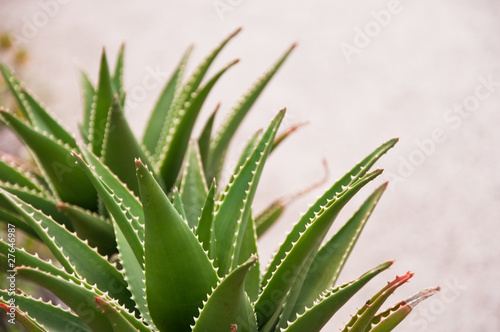 Aloe, seitlich