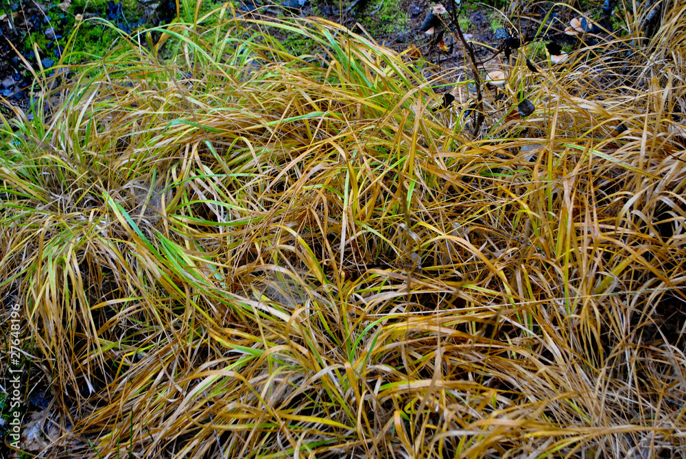 grass grass