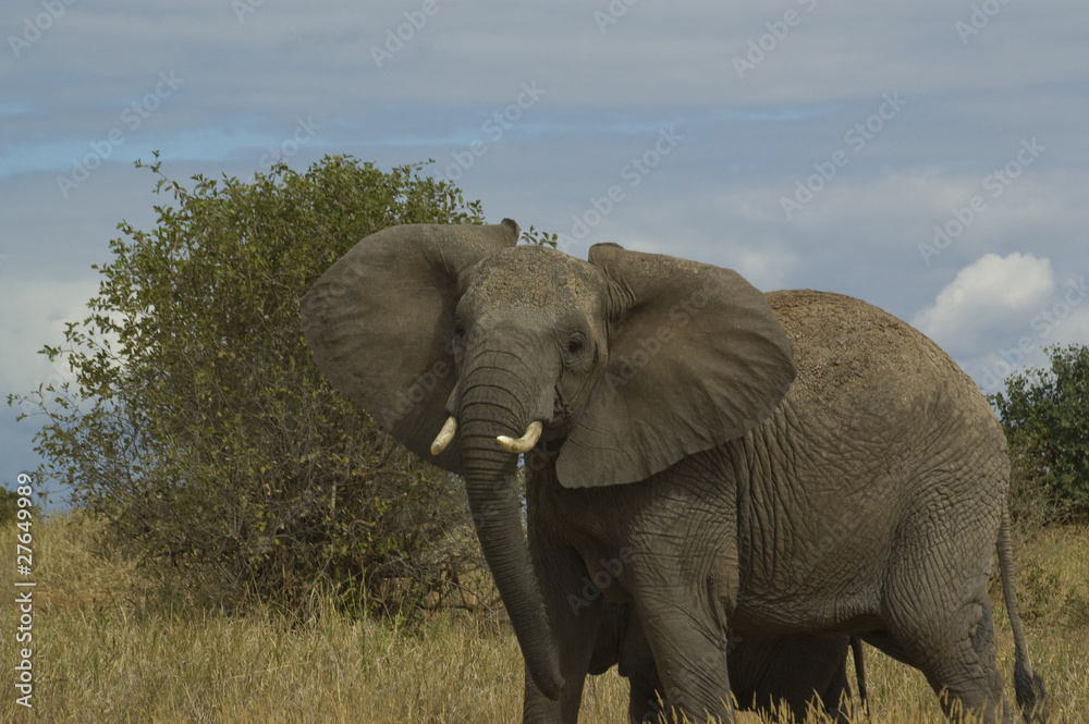 Angry elephant in Tanzania Angry elephant in Tanzania