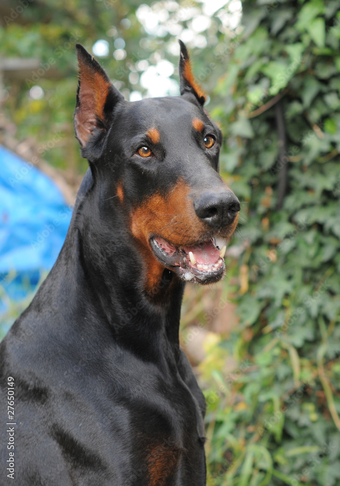 DOBERMANN DOBERMANN