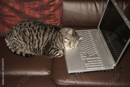 cat sleeping on keyboard