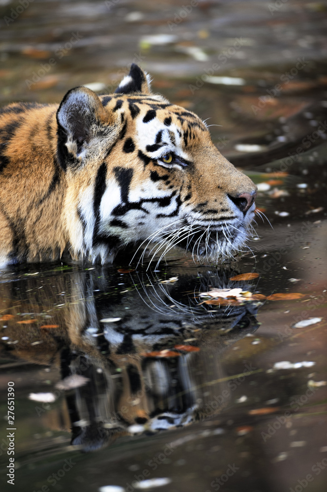 Tiger im Wasser