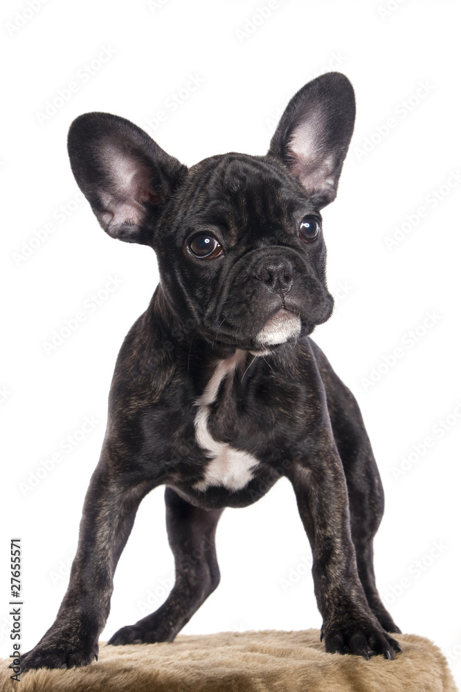 Chiot bouledogue français Stock Photo | Adobe Stock