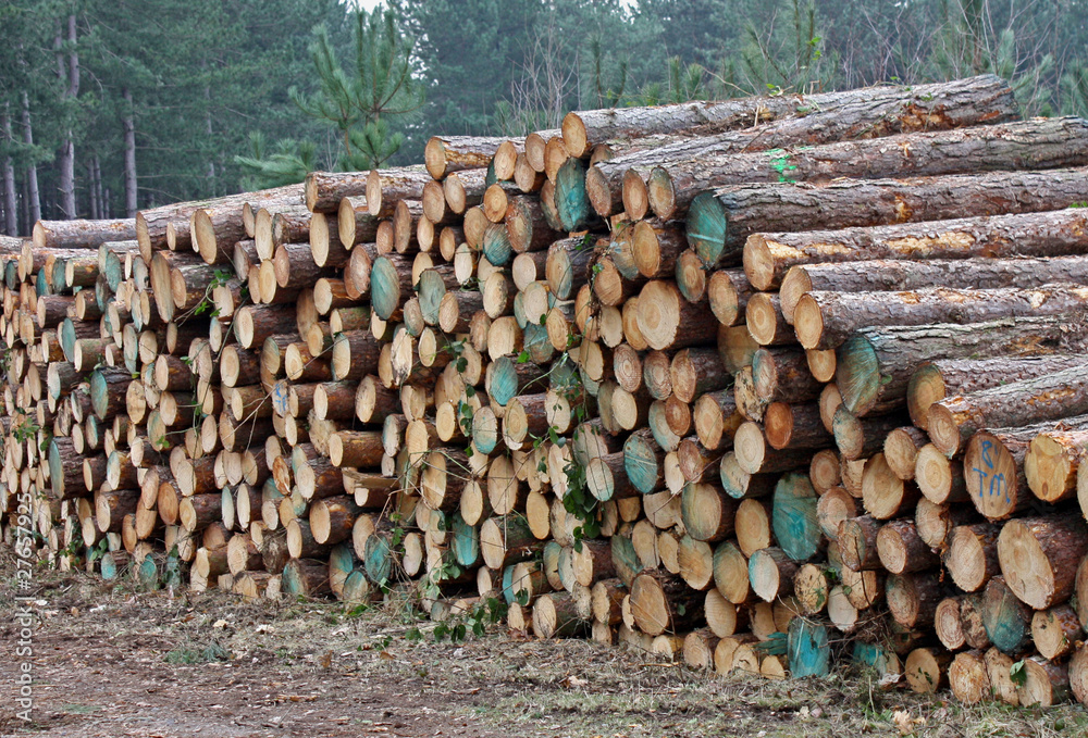 A Stack of Cut Logs on a Forestry Site.