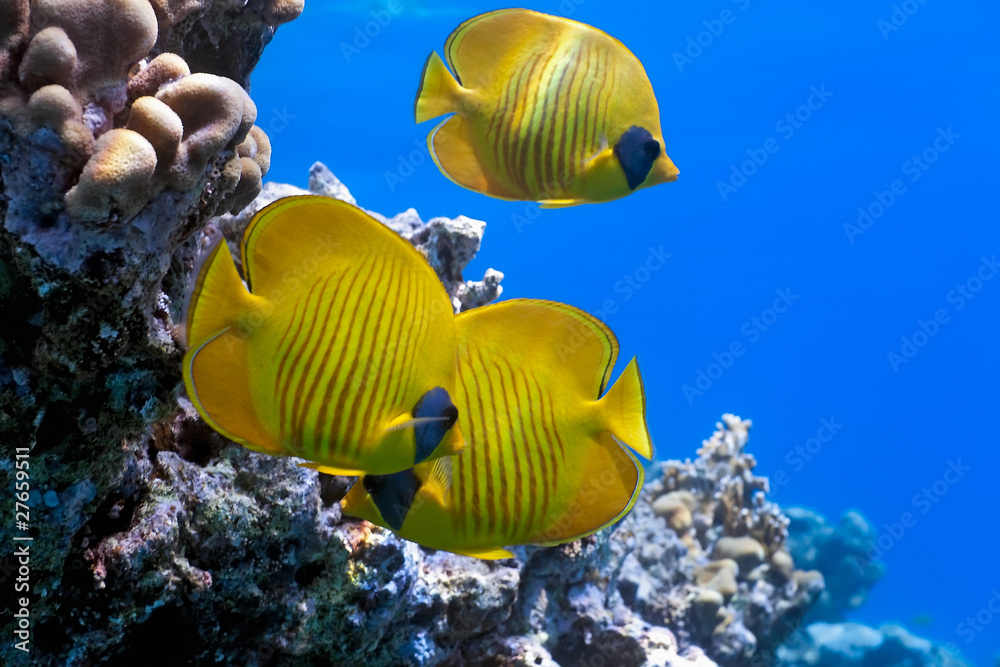 Shoal of butterfly fish on the reef