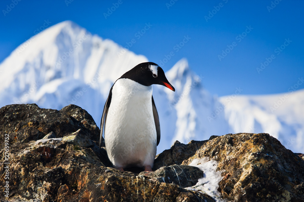 Fototapeta premium penguin on the rocks