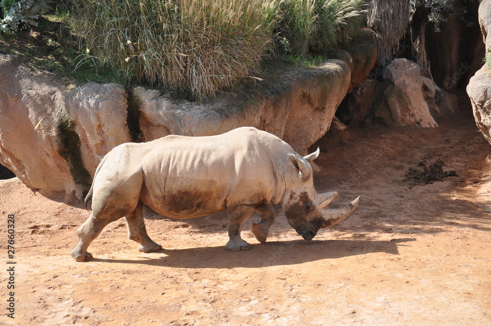 Rinoceronte en el Biopark de Valencia. España. Rinoceronte en el Biopark de Valencia. España.