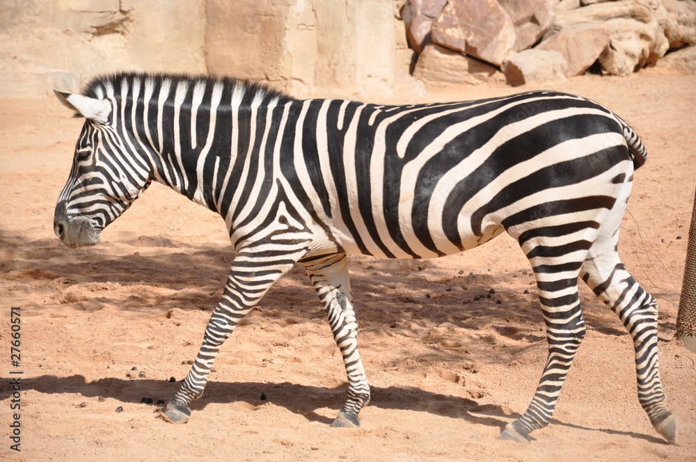Cebra en el Biopark de Valencia. España. Cebra en el Biopark de Valencia. España.