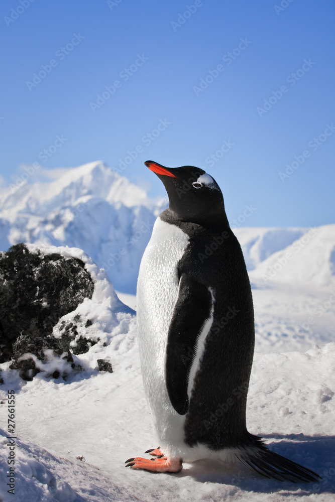 Obraz premium .penguin on the rocks