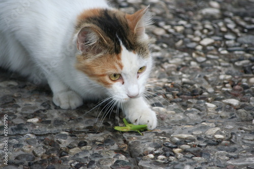 gatto cattura cavalletta