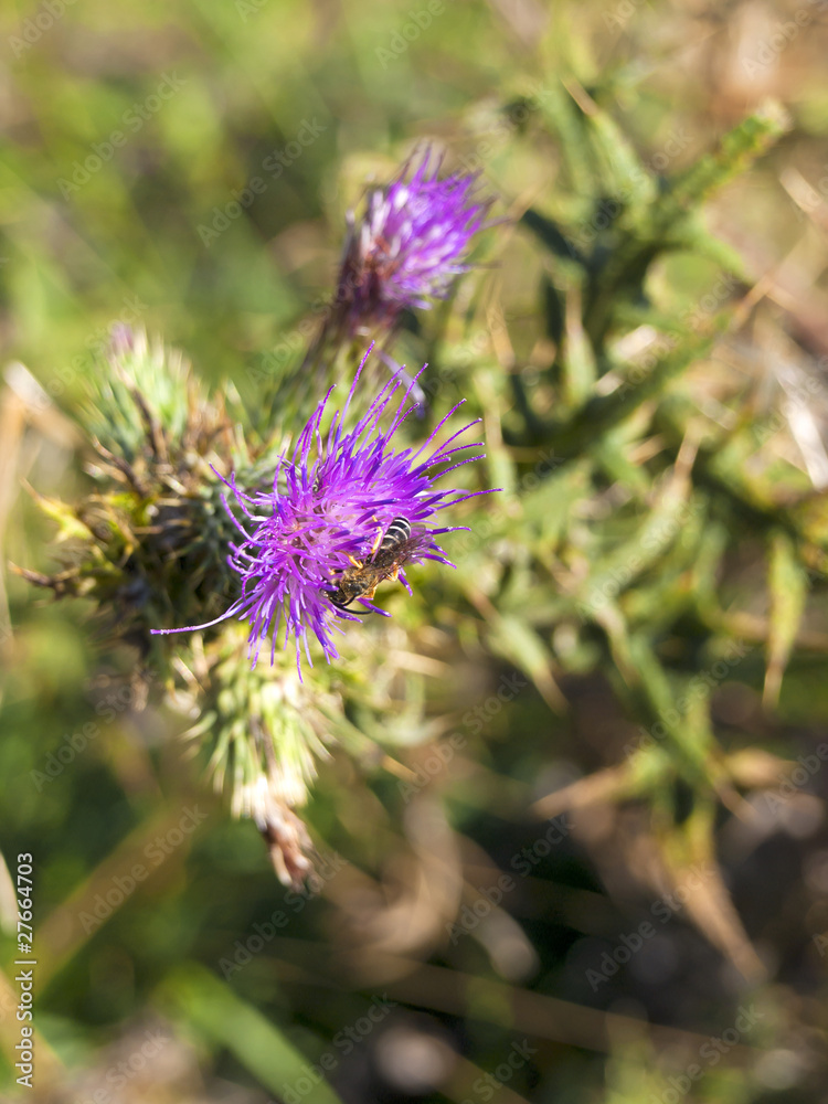 ape succhia il nettare dalla corolla di un fiore ape succhia il nettare dalla corolla di un fiore