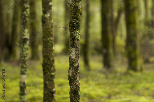 Fototapeta Naklejka Na Ścianę i Meble -  Detail of an Intensely Green Forest in New Zealand